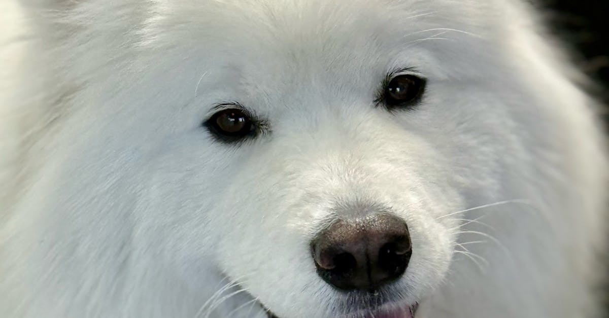 The Importance of Timely General Repairs for Property Value